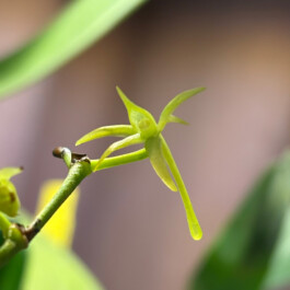 orchidaceae.xyz