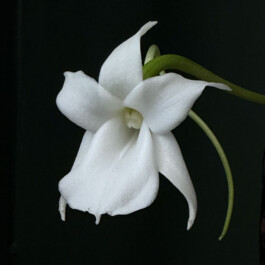 orchidaceae.xyz