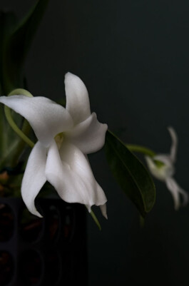  orchidaceae.xyz