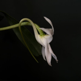 orchidaceae.xyz