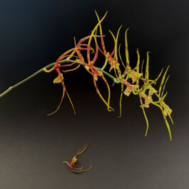 Brassia-Rex orchidaceae.xyz