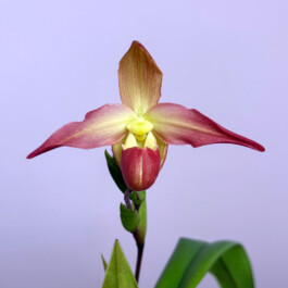 orchidaceae.xyz