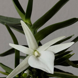 orchidaceae.xyz