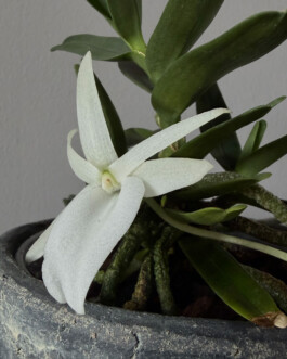 orchidaceae.xyz