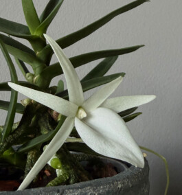 orchidaceae.xyz