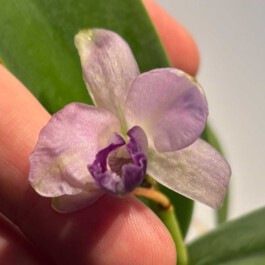 orchidaceae.xyz