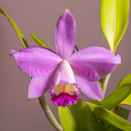 orchidaceae.xyz