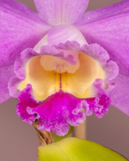 orchidaceae.xyz