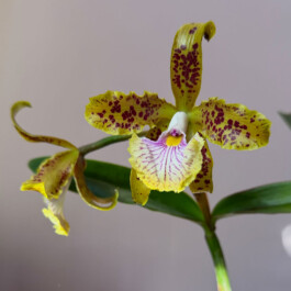orchidaceae.xyz