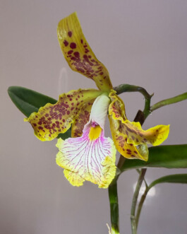 orchidaceae.xyz