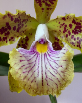 orchidaceae.xyz