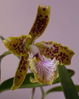 orchidaceae.xyz