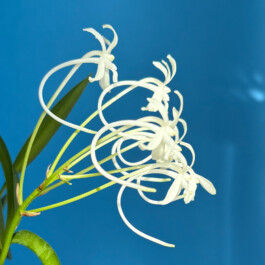 Neofinetia falcata orchidaceae.xyz