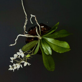 orchidaceae.xyz