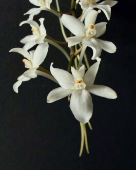 orchidaceae.xyz