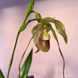  orchidaceae.xyz