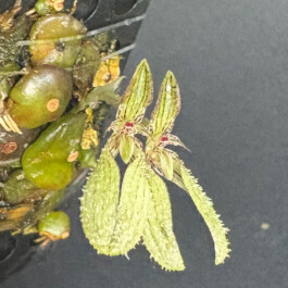 orchidaceae.xyz