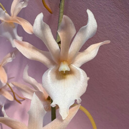 orchidaceae.xyz