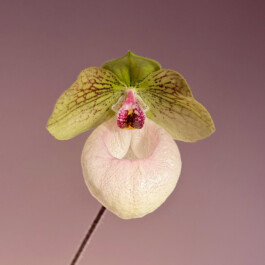 orchidaceae.xyz