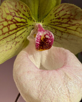 orchidaceae.xyz