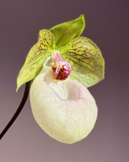 orchidaceae.xyz