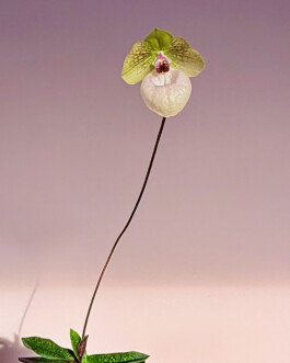 orchidaceae.xyz