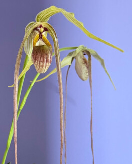  orchidaceae.xyz