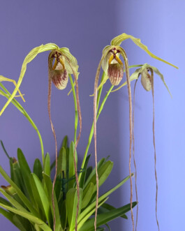  orchidaceae.xyz