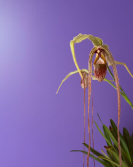  orchidaceae.xyz