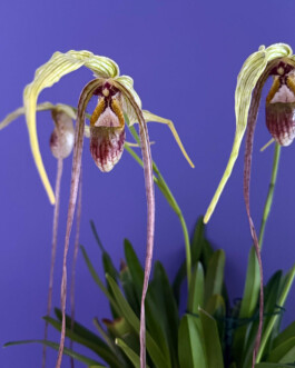  orchidaceae.xyz