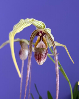  orchidaceae.xyz