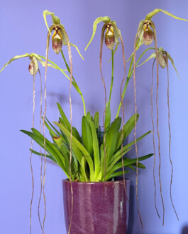  orchidaceae.xyz