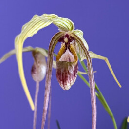  orchidaceae.xyz