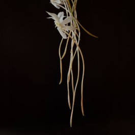 orchidaceae.xyz