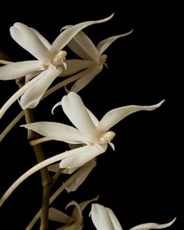  orchidaceae.xyz
