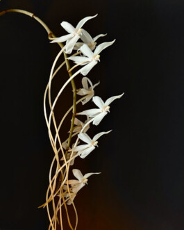  orchidaceae.xyz