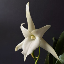orchidaceae.xyz