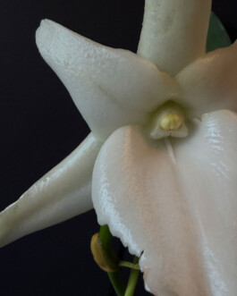 orchidaceae.xyz