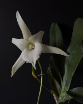 orchidaceae.xyz