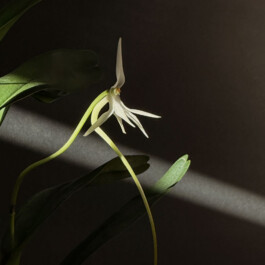 orchidaceae.xyz