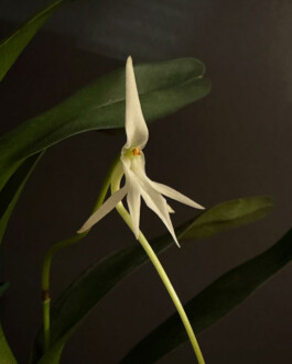  orchidaceae.xyz