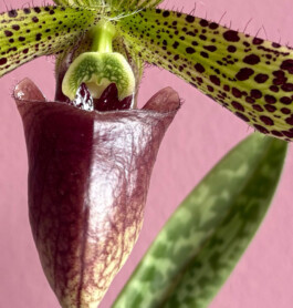 orchidaceae.xyz