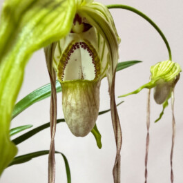 orchidaceae.xyz