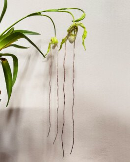 orchidaceae.xyz