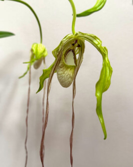 orchidaceae.xyz