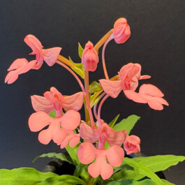 orchidaceae.xyz