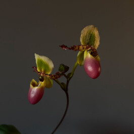  orchidaceae.xyz