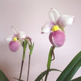 orchidaceae.xyz