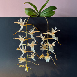 orchidaceae.xyz