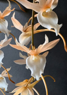 orchidaceae.xyz